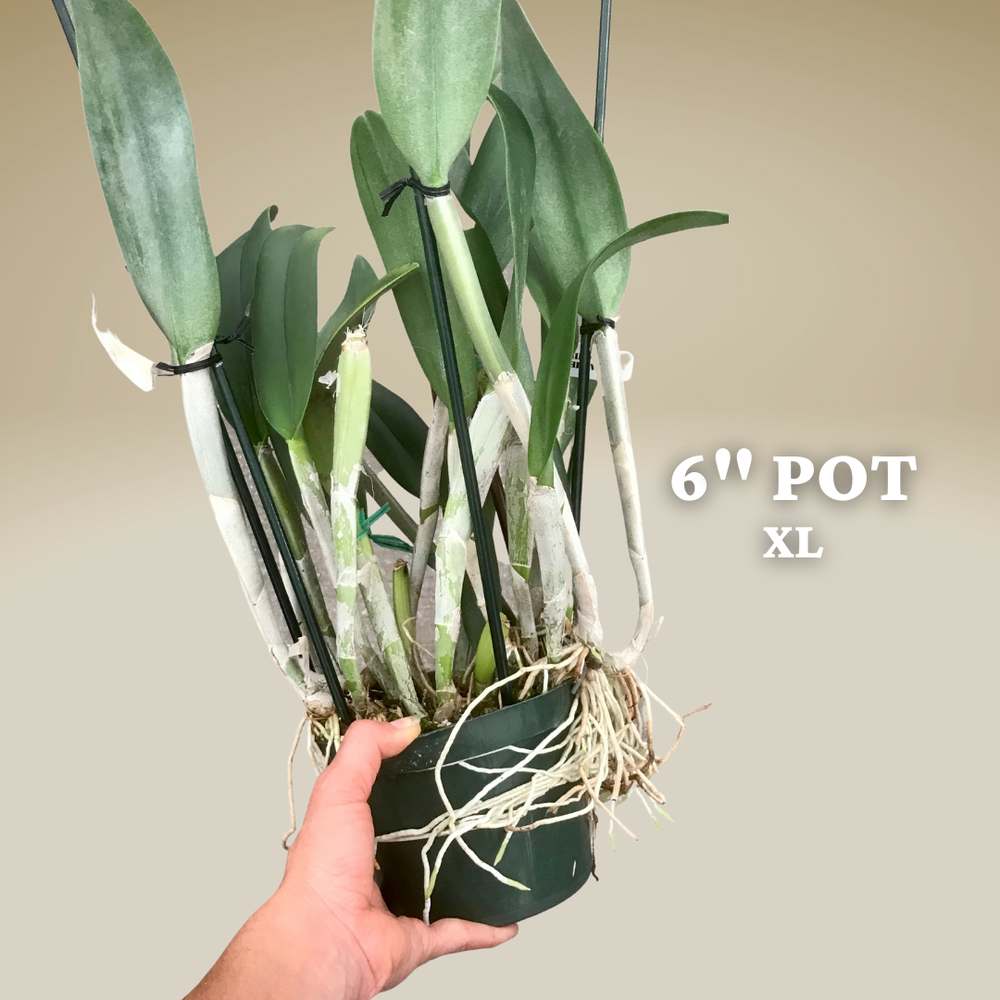 Rhyncholaelia digbyana — Palmer Orchids